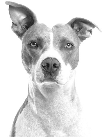 Tête de chien